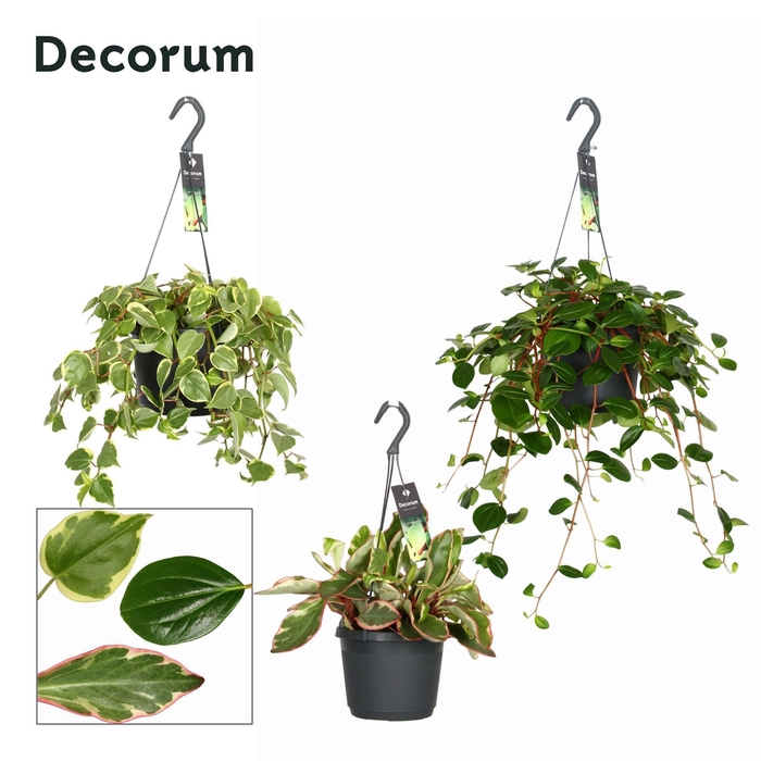 Peperomia Gemengd NEW