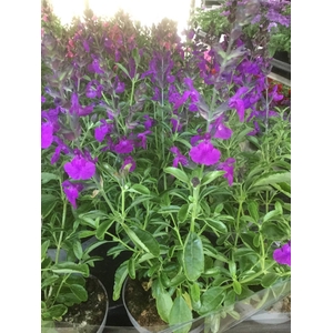 Greggii Mirage Violet