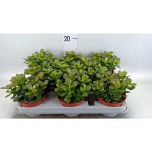 Crassula ovata 'Minor'