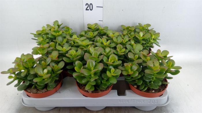 <h4>Crassula ovata 'Minor'</h4>