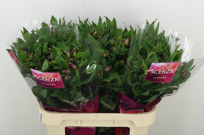 <h4>Alstr Carline</h4>