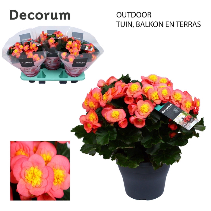 <h4>Begonia BELOVE Peach 19 cm Outdoor Decorum</h4>