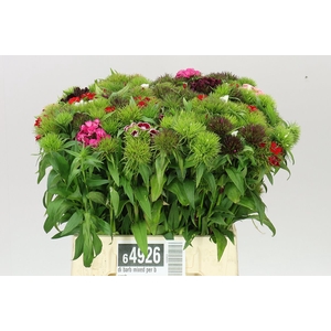 Di Barb Mixed Per Bunch