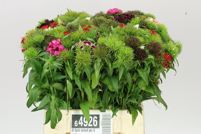 <h4>Di Barb Mixed Per Bunch</h4>