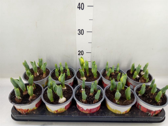 <h4>Tulipa ...mix 2</h4>