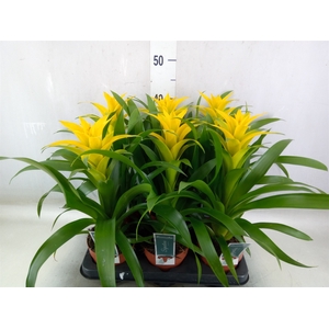 Guzmania  'Desire'