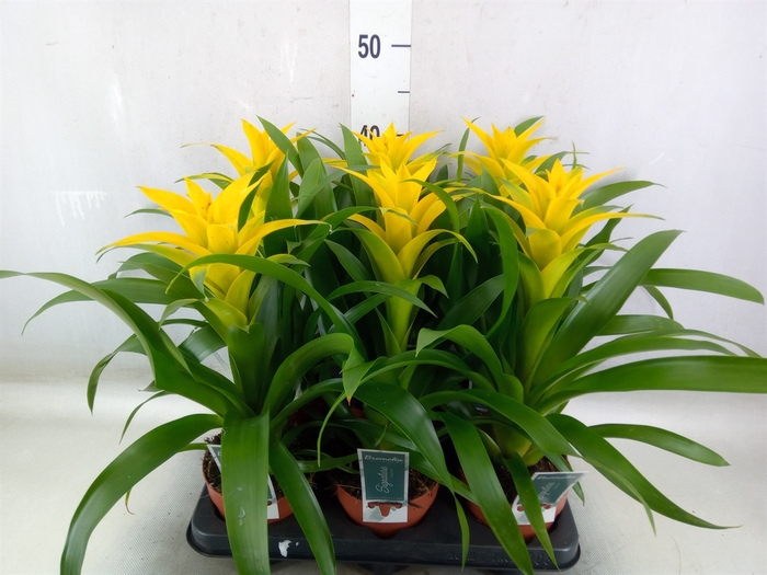 <h4>Guzmania  'Desire'</h4>