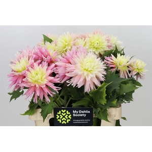 Dahlia Just Married