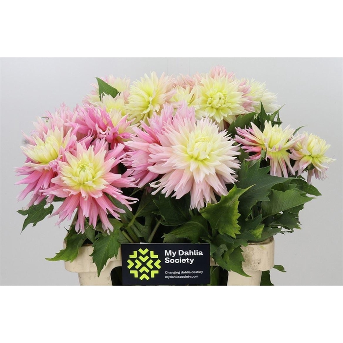 <h4>Dahlia Just Married</h4>