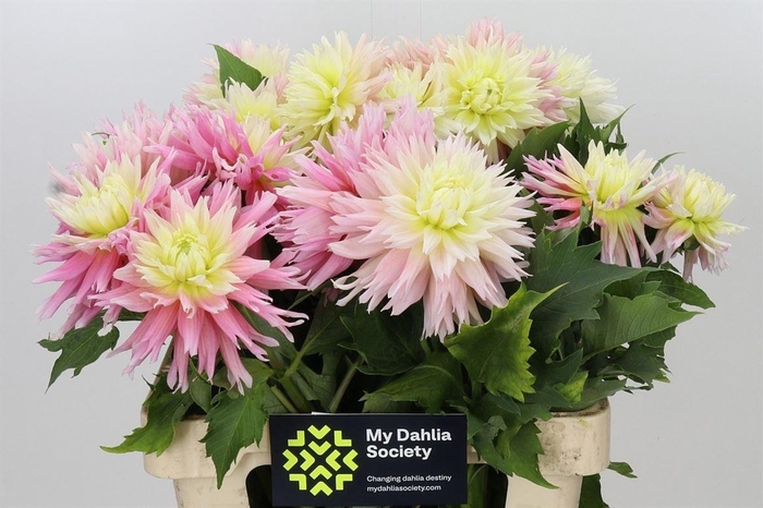 Dahlia Just Married