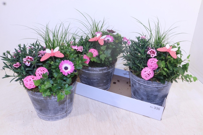 <h4>ARR TUINPLANTEN</h4>