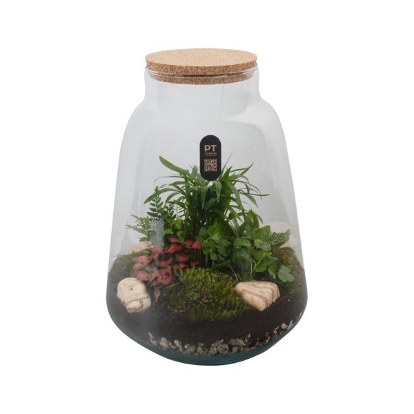 <h4>PTTER8137 Arrangement terrarium in glazen terrarium</h4>