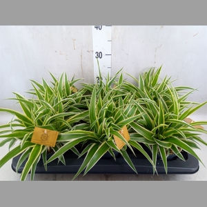Chlorophytum com. 'Ocean'
