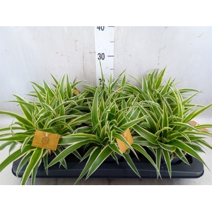 Chlorophytum com. 'Ocean'