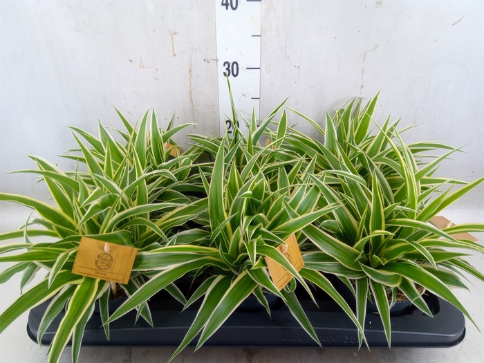 <h4>Chlorophytum com. 'Ocean'</h4>