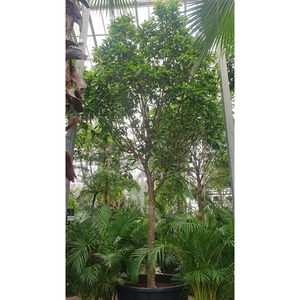 Ficus Amstel King