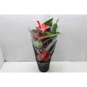 ANTHURIUM MICHIGAN P17 PREMIUM