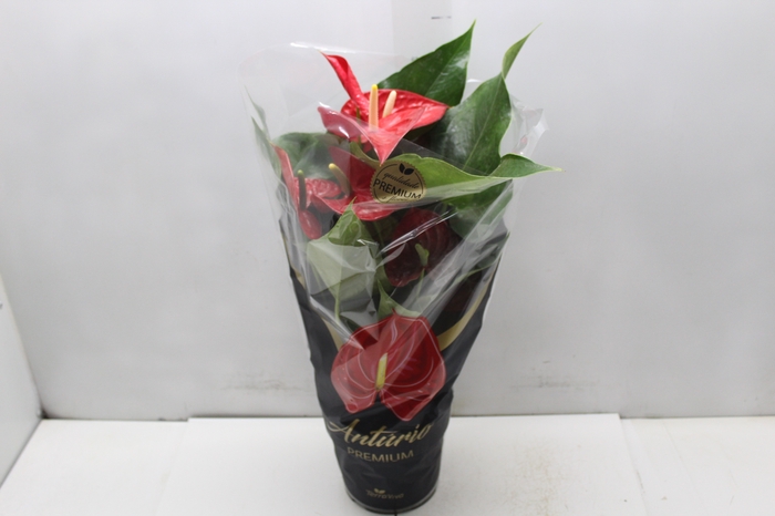 <h4>ANTHURIUM MICHIGAN P17 PREMIUM</h4>