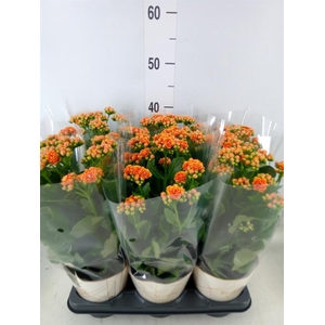 Kalanchoe  'Volcanic Orange'