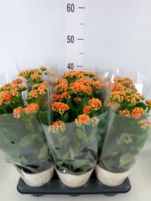 <h4>Kalanchoe 'Volcanic Orange'</h4>