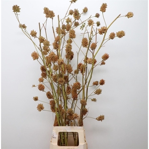 Glycyrrhiza Zoethout Super