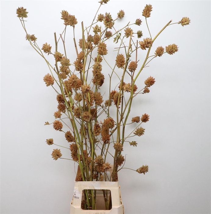 <h4>Glycyrrhiza Zoethout Super</h4>