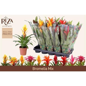 BROMELIA GEM 6 SRT