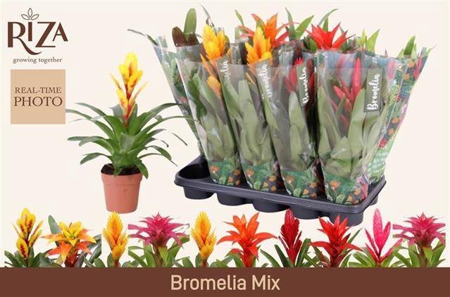 <h4>BROMELIA GEM 6 SRT</h4>