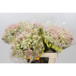 Blushing Bride 6/9 Flowers