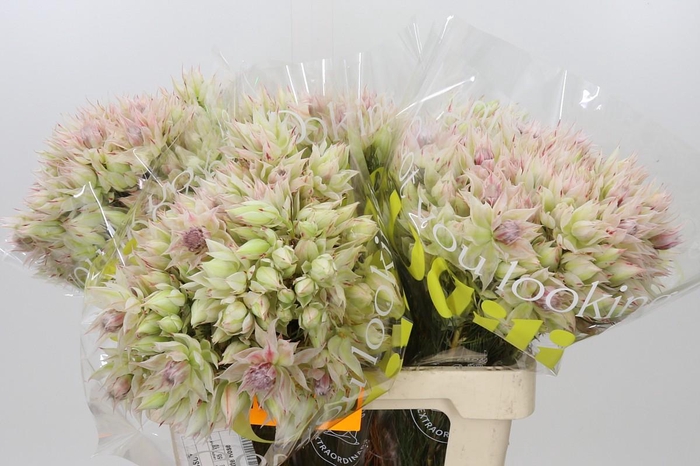 <h4>Blushing Bride 6/9 Flowers</h4>