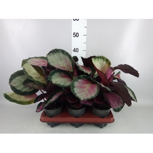 Calathea roseopicta 'Rosy'
