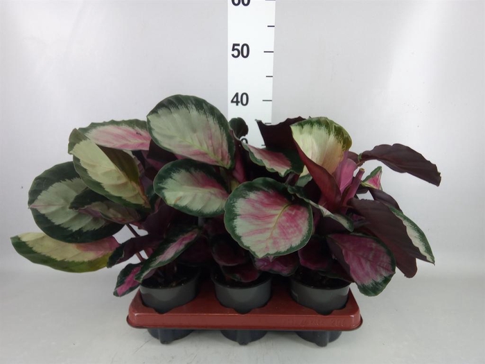 <h4>Calathea roseopicta 'Rosy'</h4>