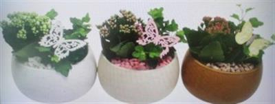 <h4>8185 Ker Spikkel Indoor</h4>