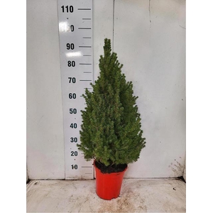 PICEA GL CONICA