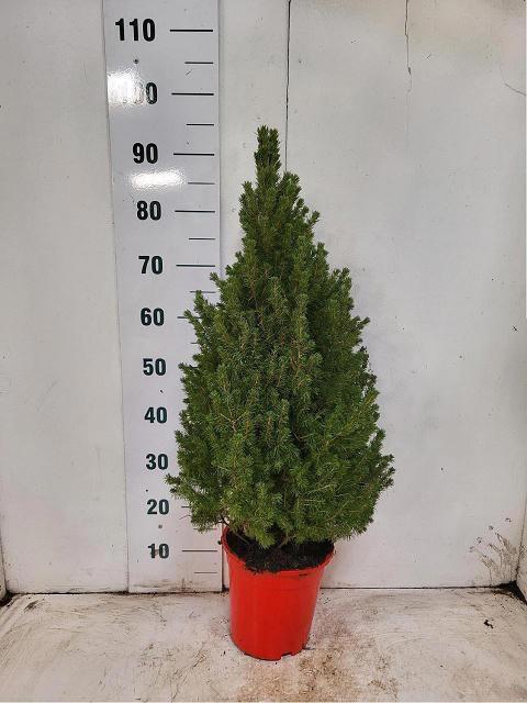 <h4>PICEA GL CONICA</h4>