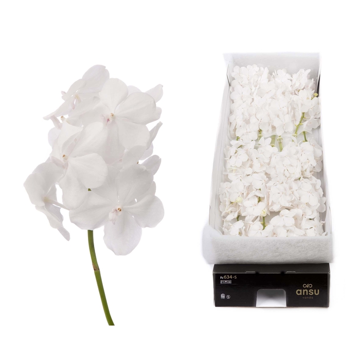 <h4>Vanda 24 tak Diamond White</h4>