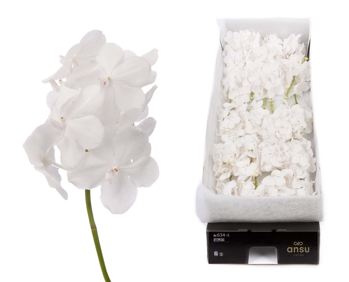 <h4>Vanda 24 tak Diamond White</h4>