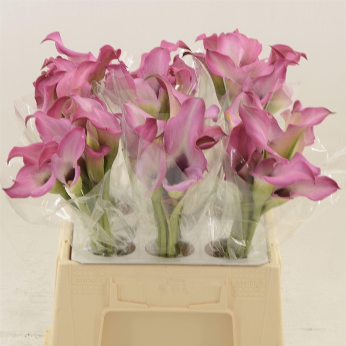 <h4>Calla Zazu | Dubbelbloemig</h4>