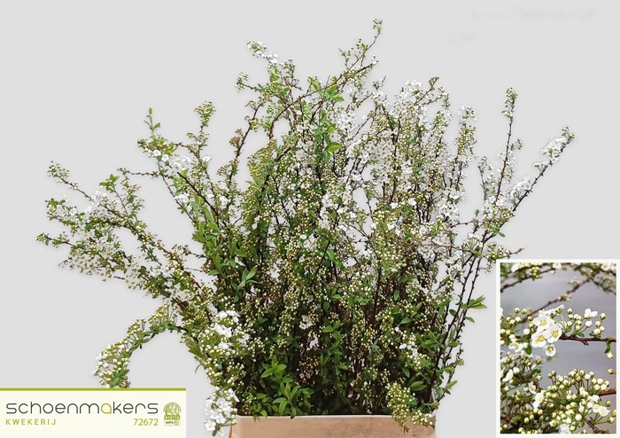 <h4>SPIR C GREFSHEIM</h4>