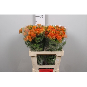 Ascl Tuberosa