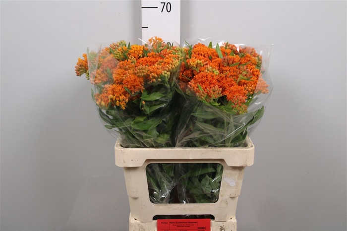 <h4>Ascl Tuberosa</h4>