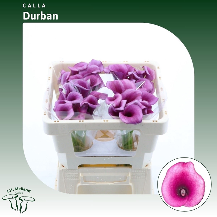 <h4>Calla Durban</h4>