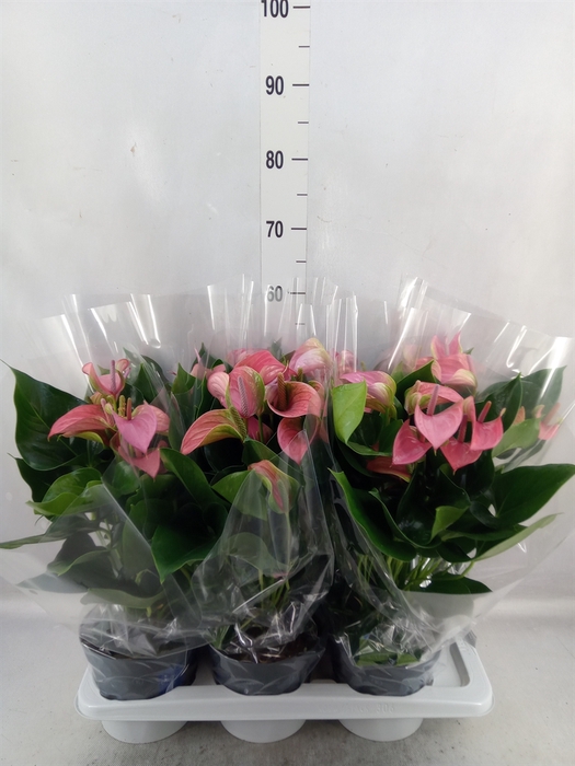 <h4>Anthurium andr. 'Joli'</h4>