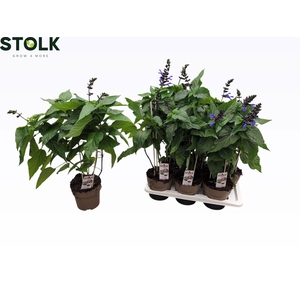 SALVIA BLACK & BLOOM