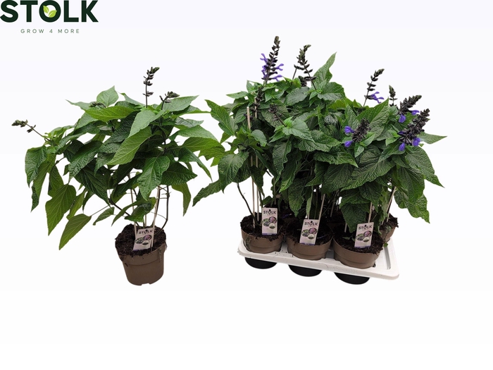 <h4>SALVIA BLACK & BLOOM</h4>