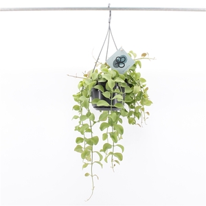 Dischidia Imbricata Hang