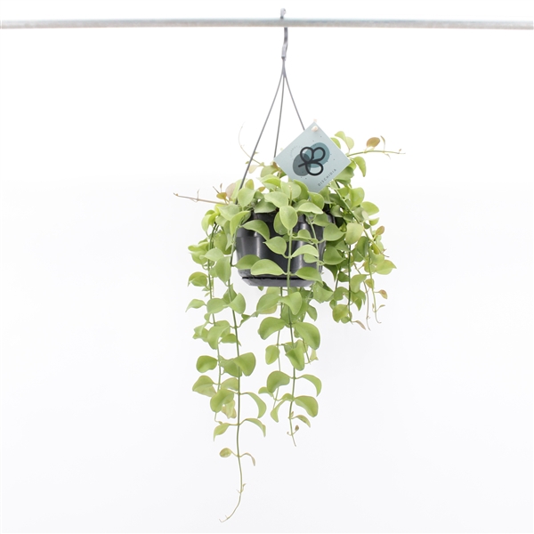 <h4>Dischidia Imbricata Hang</h4>