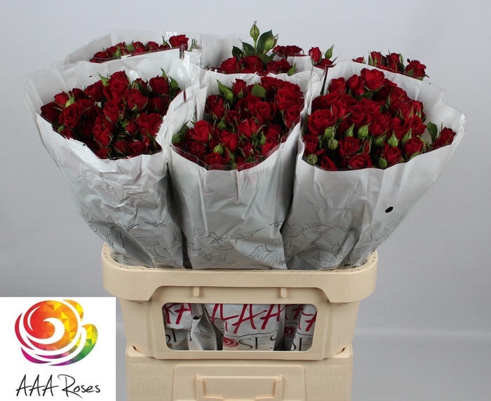 <h4>R TR PUSHKIN</h4>