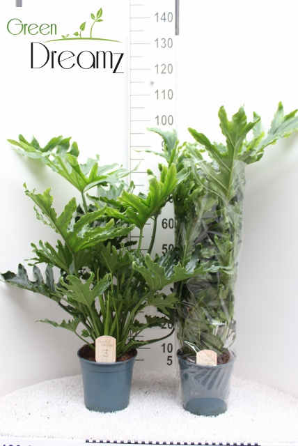 Schefflera Arboricola 21Ø 95cm