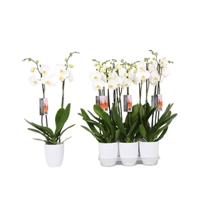 Phalaenopsis White, 2-spike White Ceramics